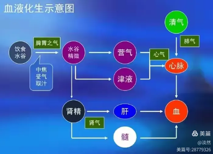 中医学：人体基本物质-精气血津液神